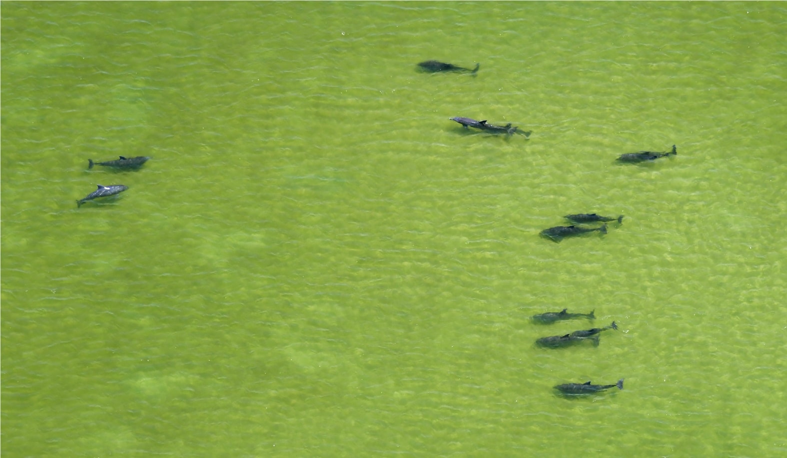 Dolphins