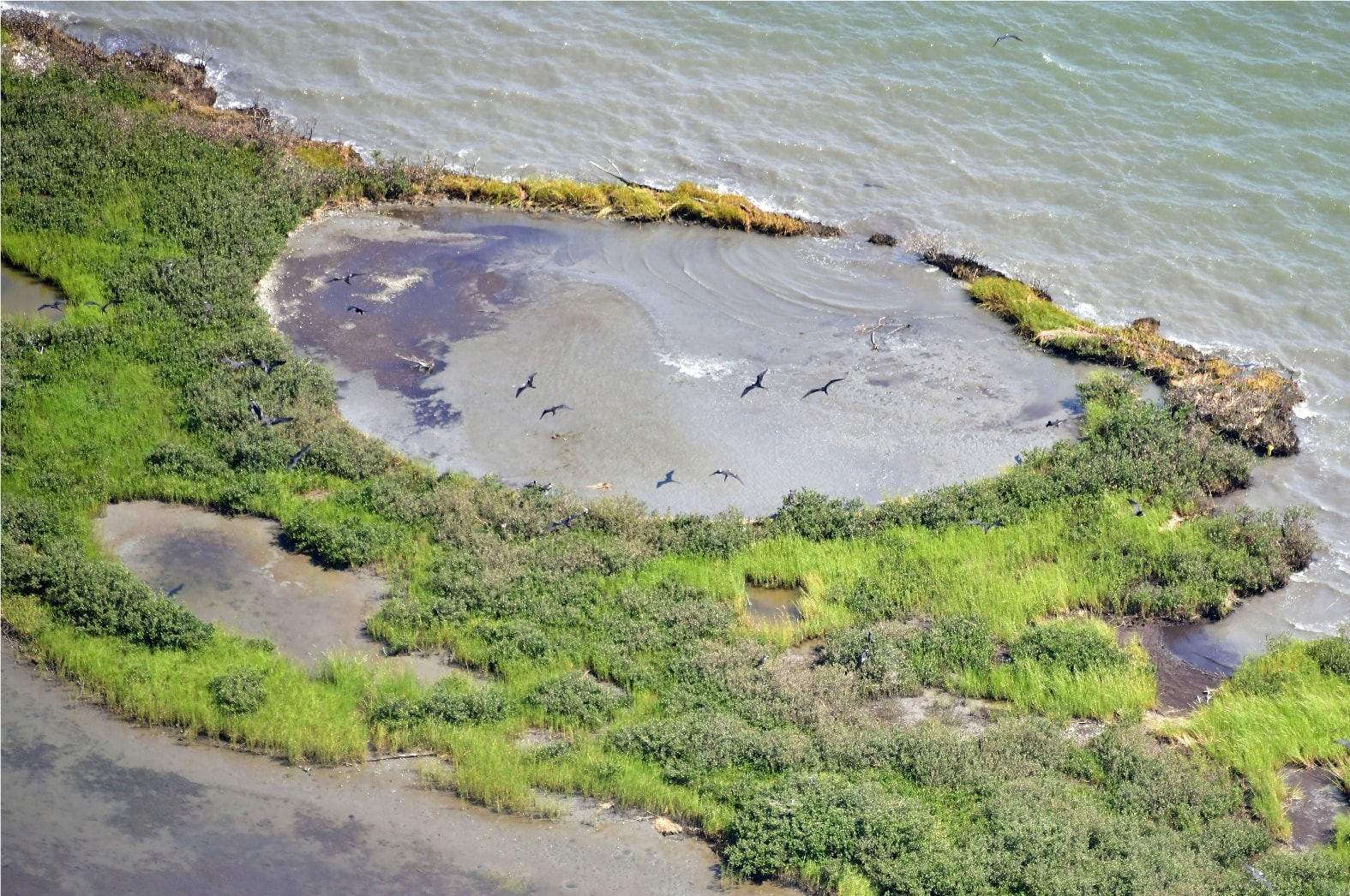 Island Rookery
